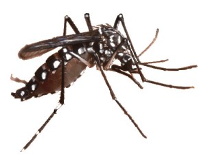 gambar-nyamuk-aedes-aegypti3